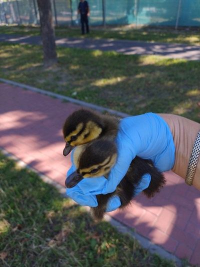 Kacza rodzina uratowana!