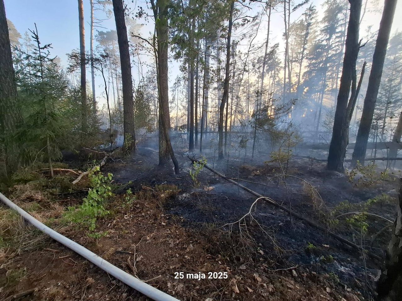 Pożar lasu 