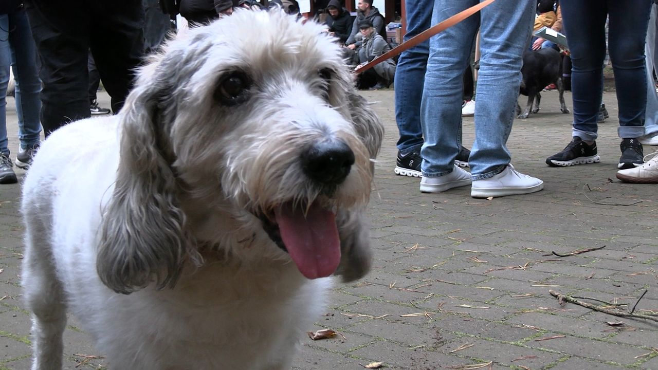 III Psi Spacer w Dobrzycy, psy, Dobrzyca, spacer z psem