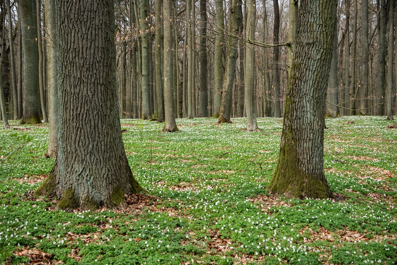 zawilce, kwiaty, wiosna, botanika