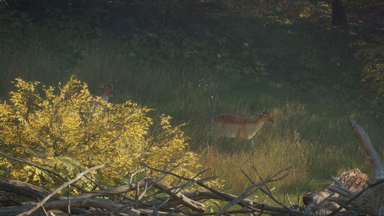theHunter: Call of the Wild - sarny na polanie