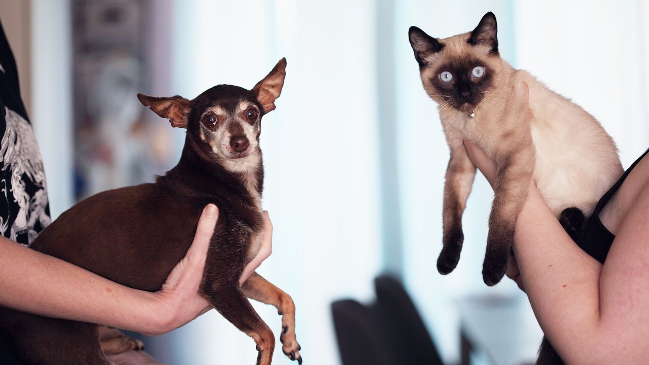 Animals