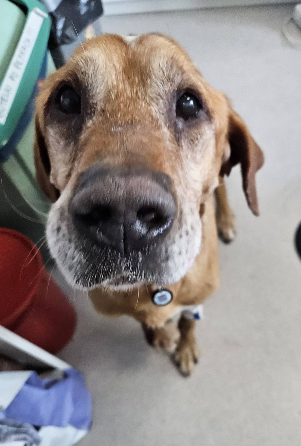 Lucky odebrany interwencyjnie