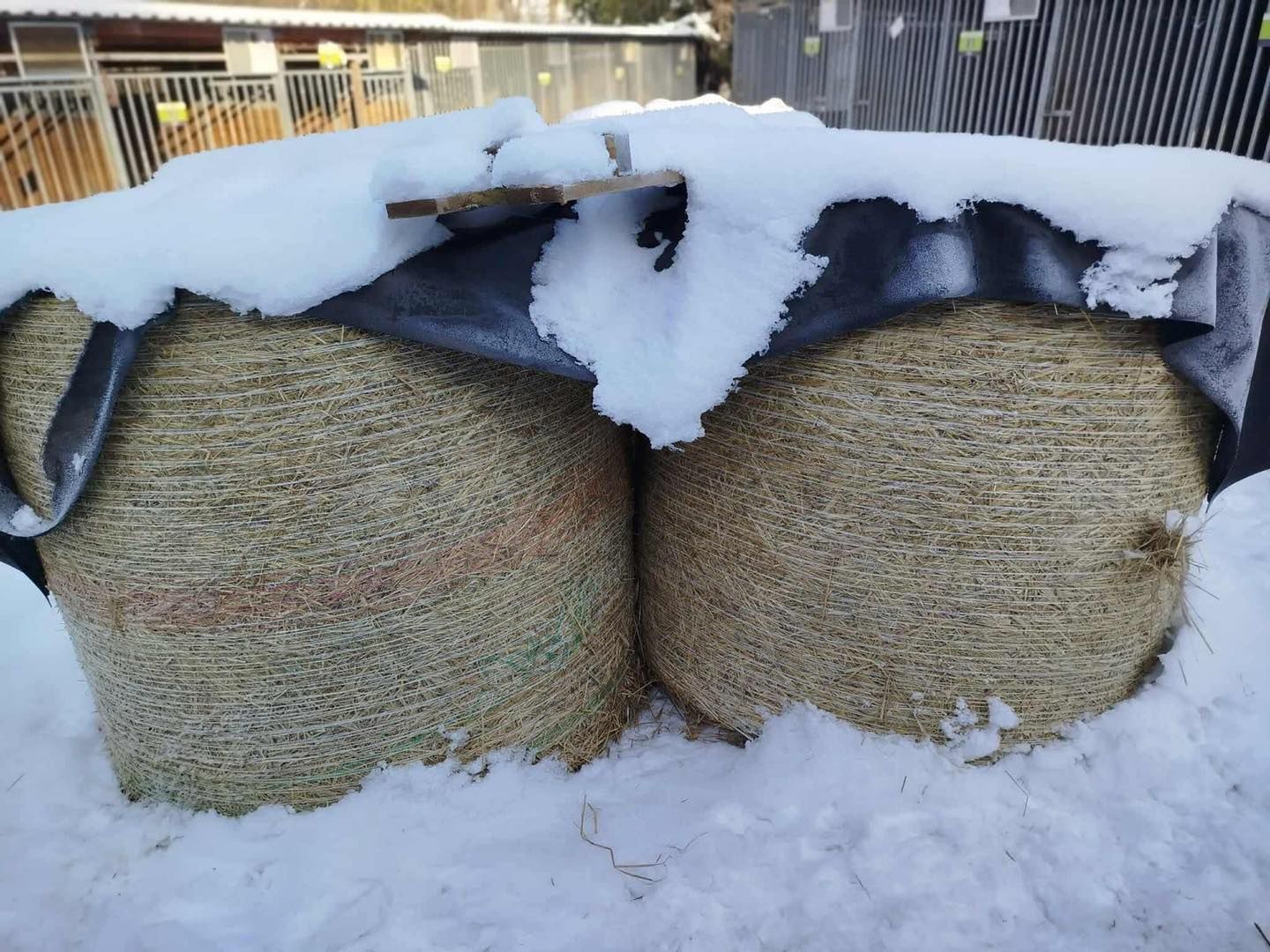 Pomoc dla schroniska