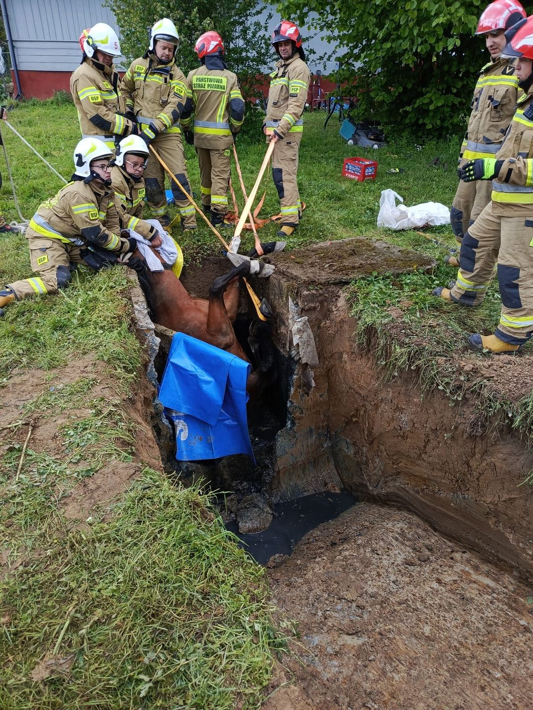 Ratowali konia uwięzionego w zbiorniku