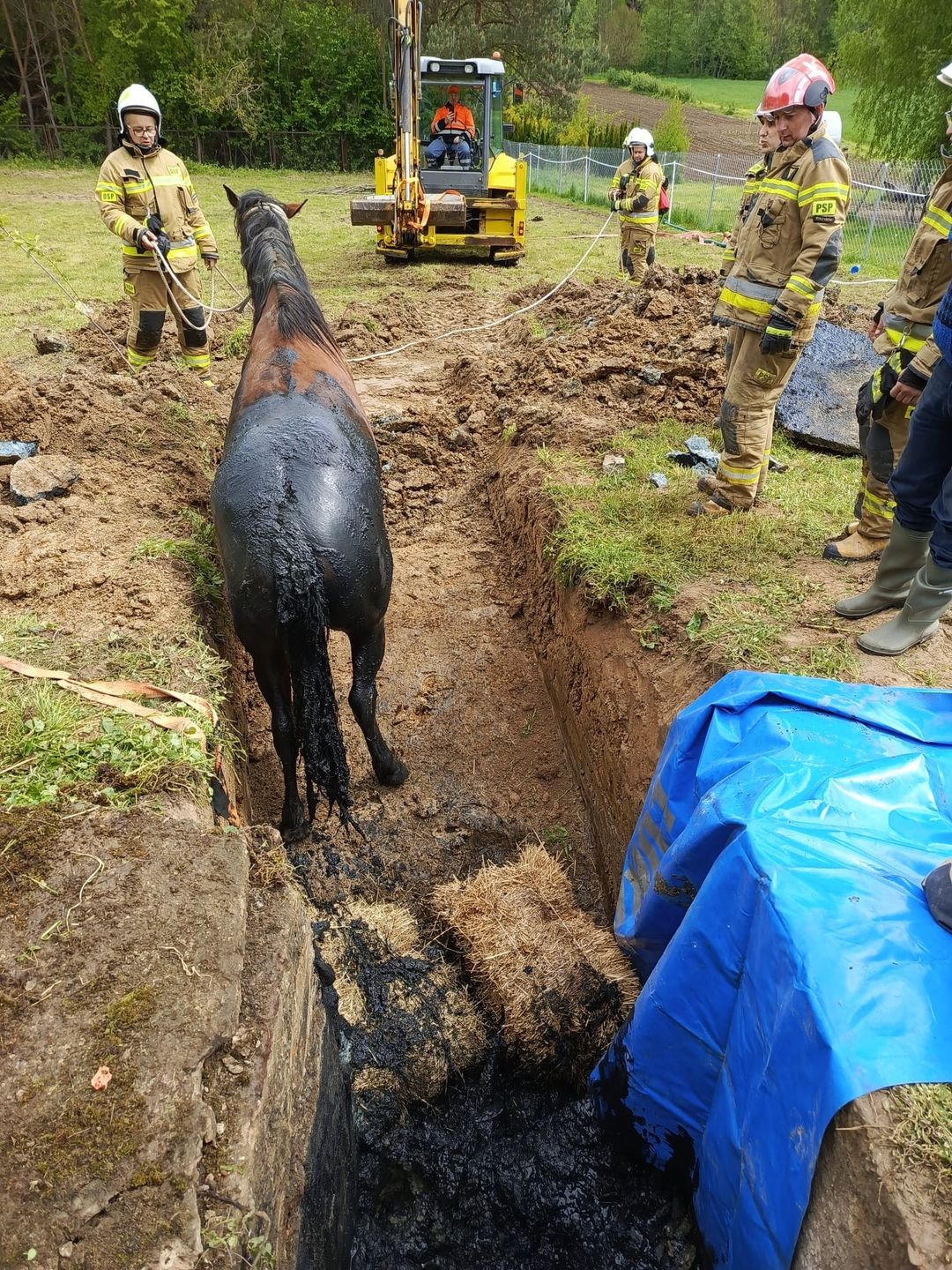 Ratowali konia uwięzionego w zbiorniku