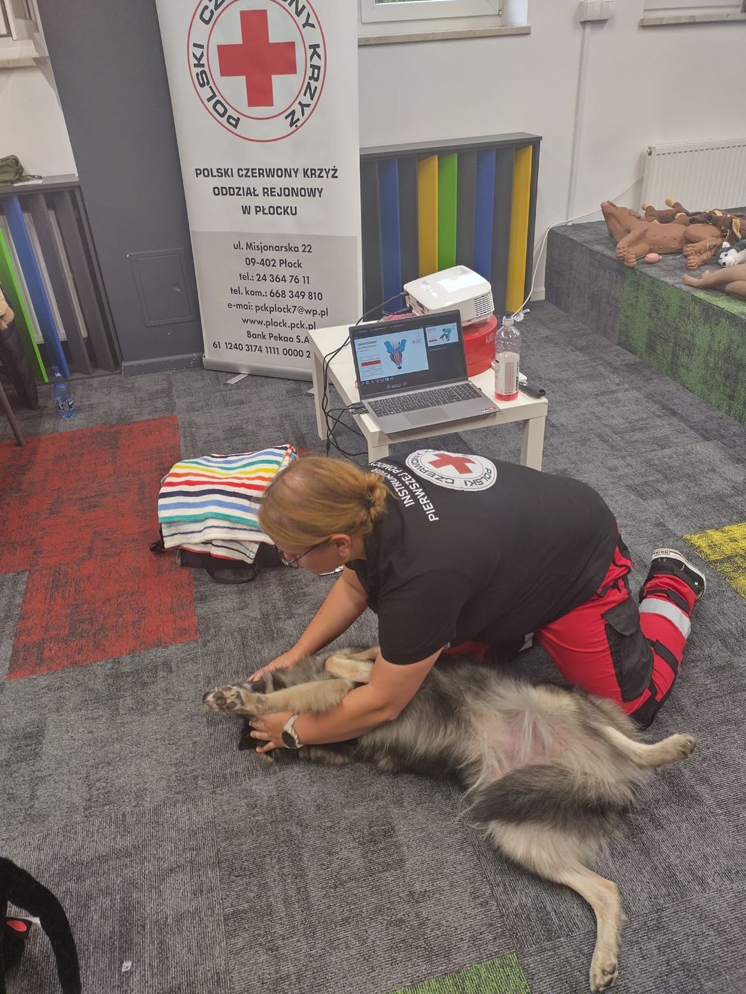 Pierwsza pomoc dla zwierząt 