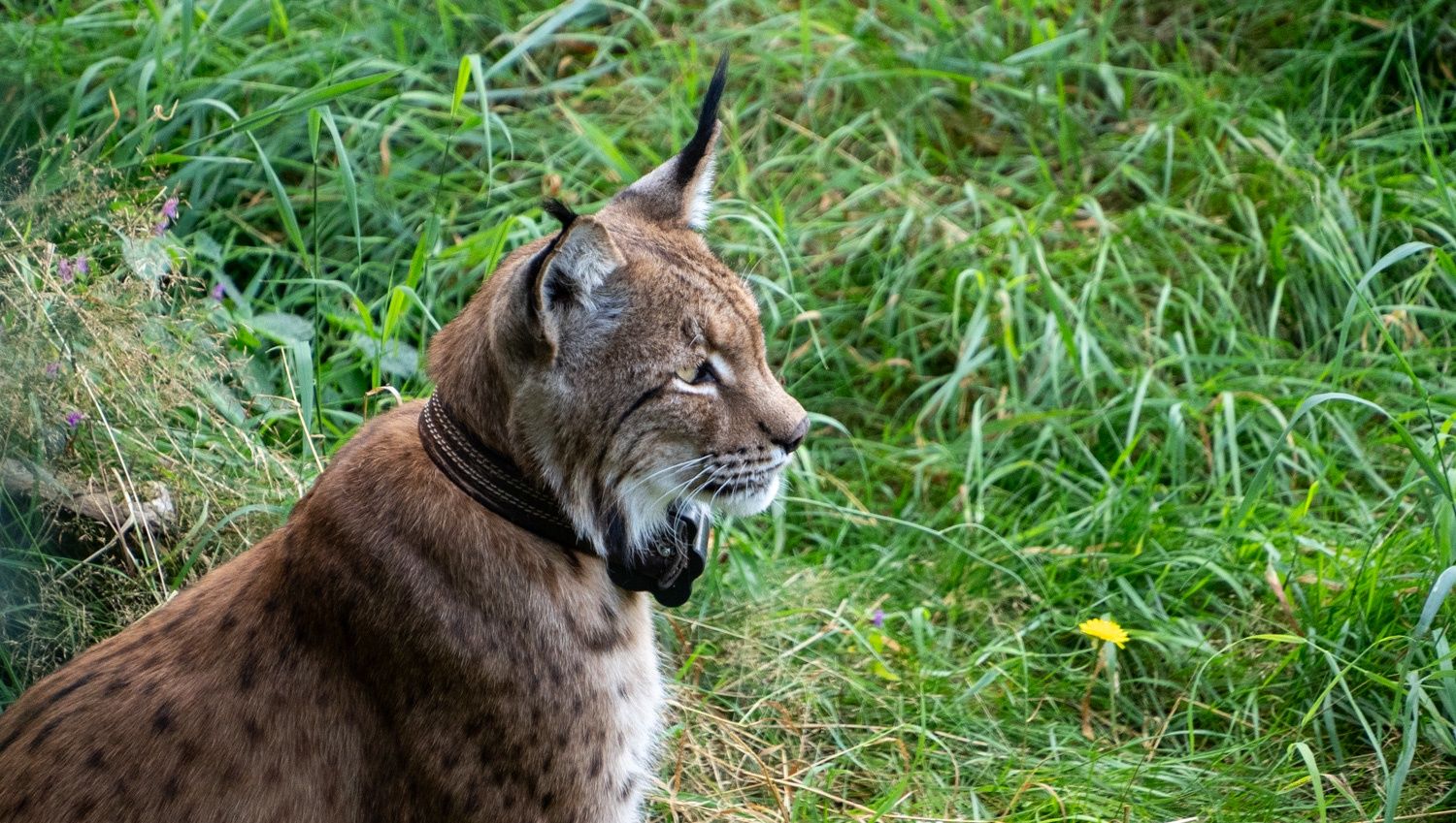 Dzika Zagroda, Jabłonowo, rysie