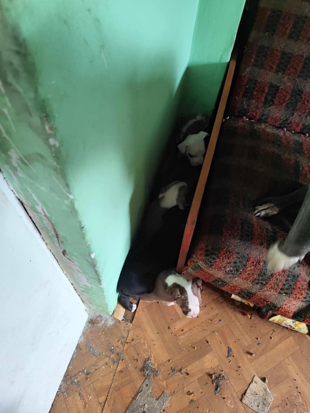 Interwencja OTOZ ANIMALS PŁOCK