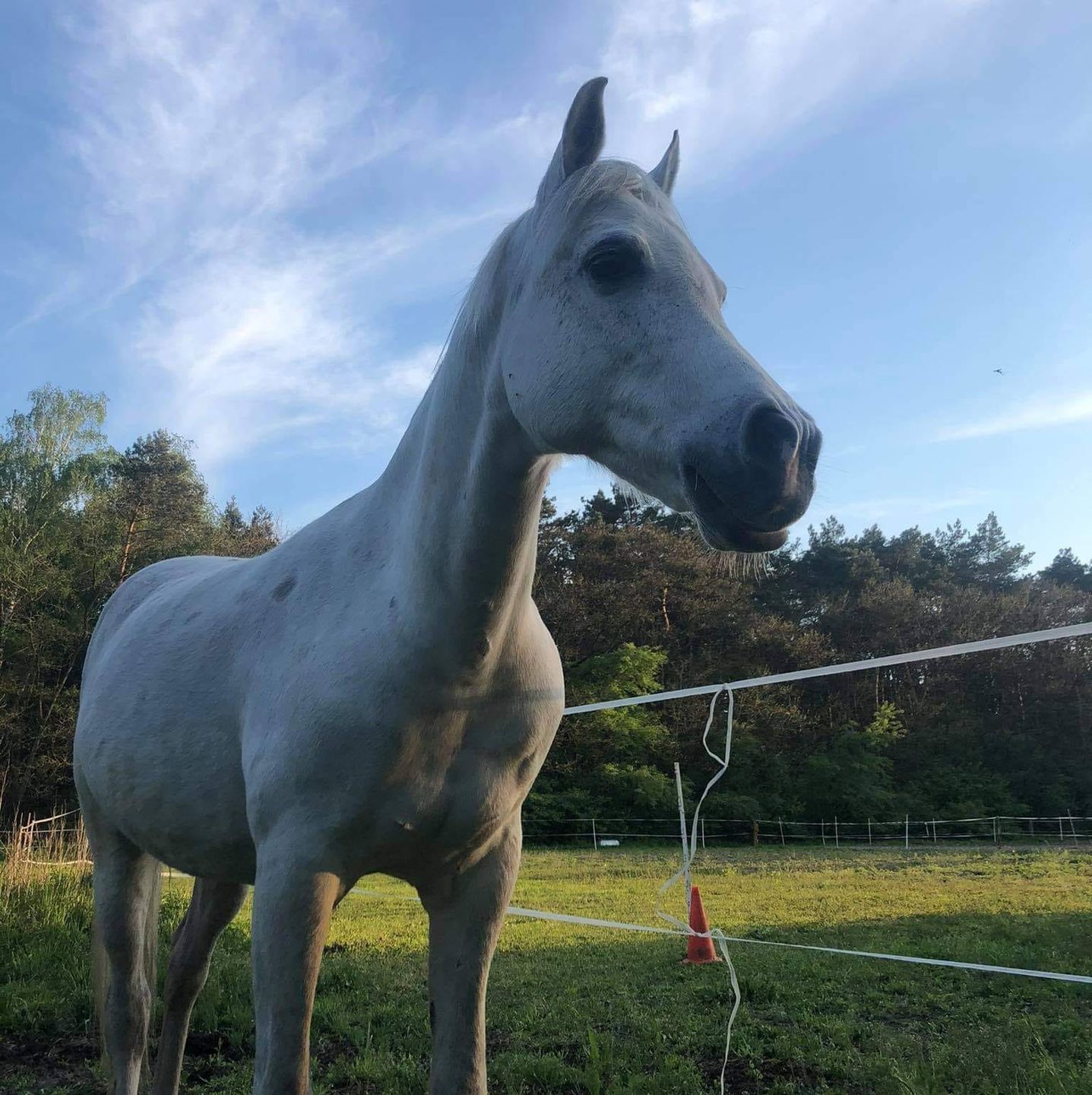 Stowarzyszenie Pomagaj Pomagać Różaland