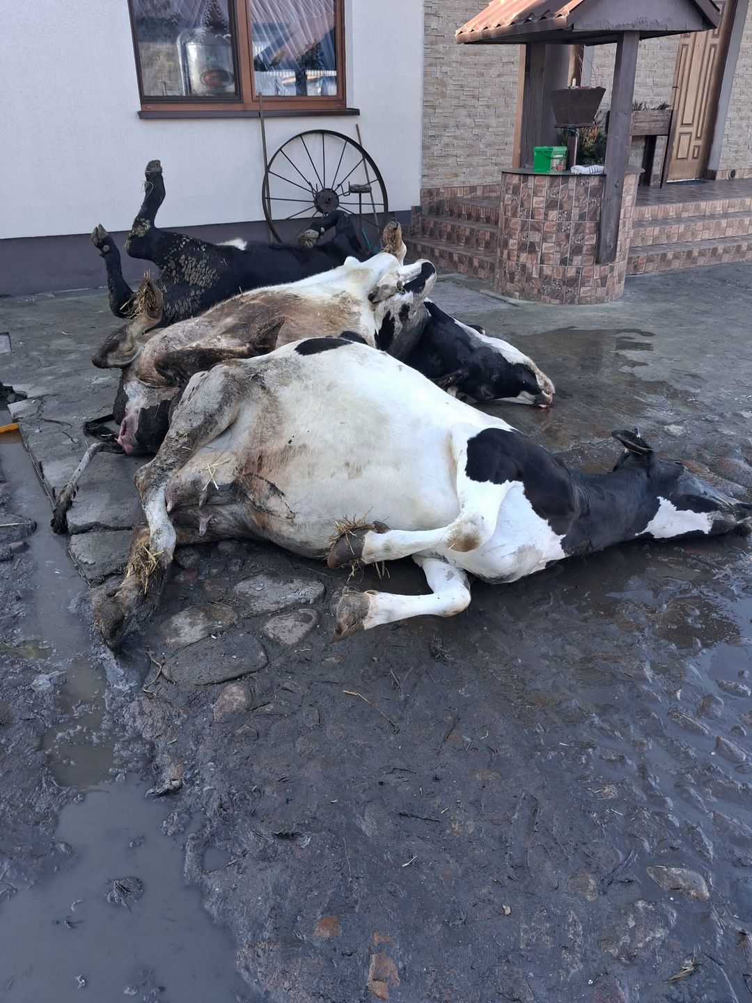 Padłe bydło 