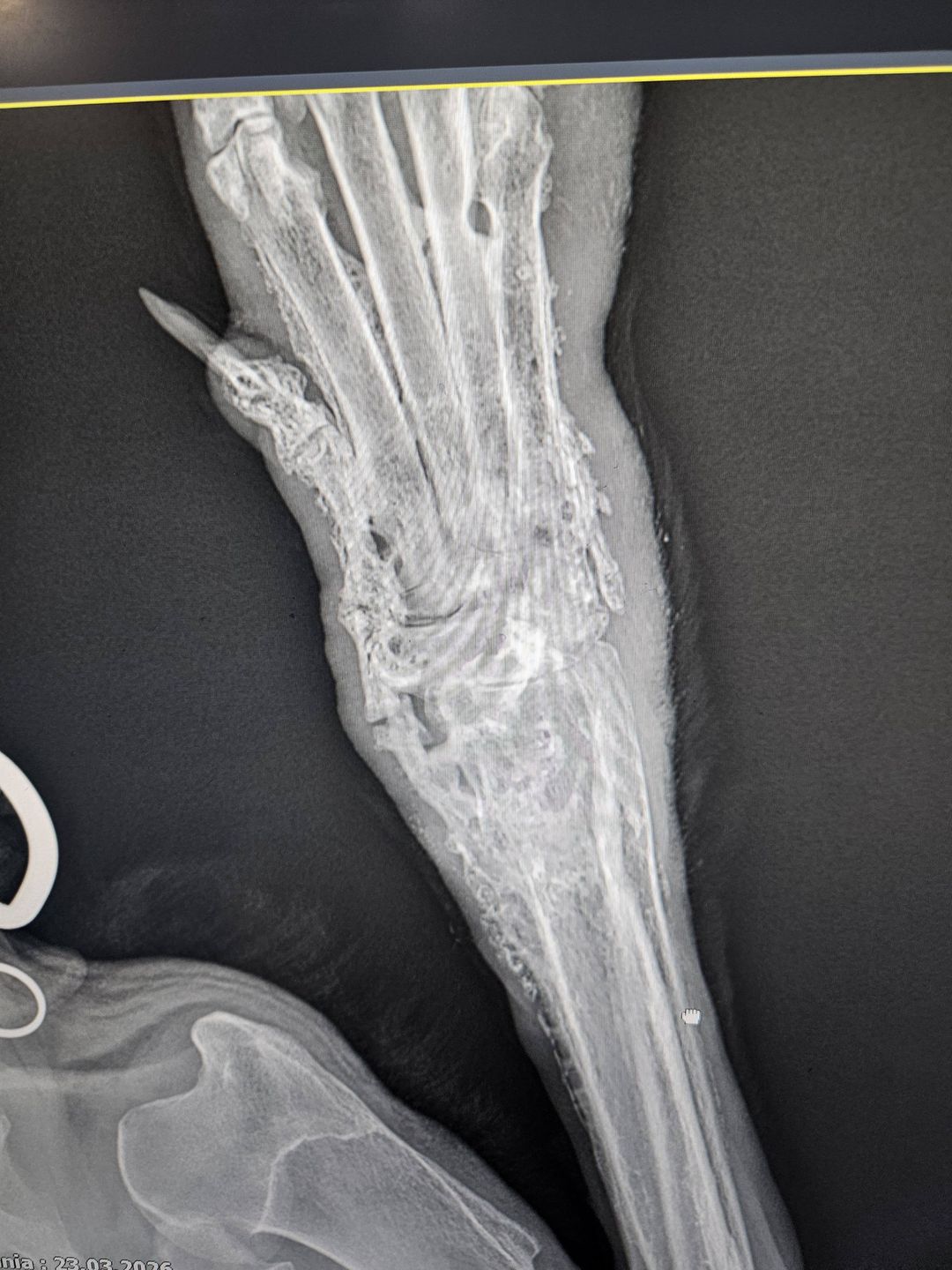 Lucky odebrany interwencyjnie