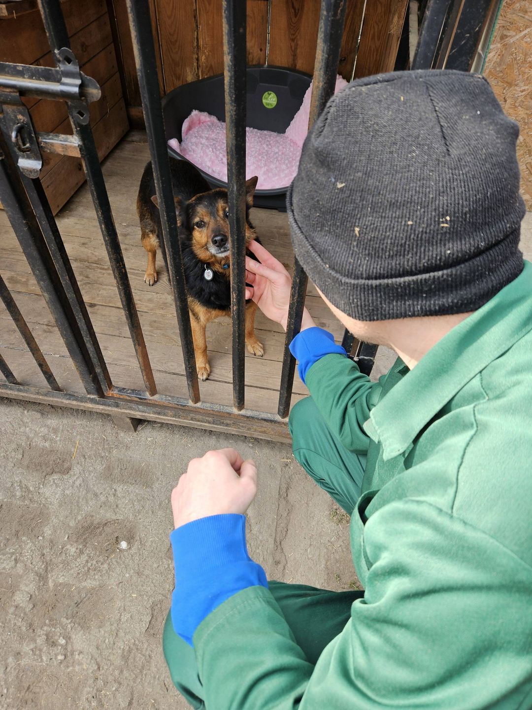 Prace na rzecz czworonogów