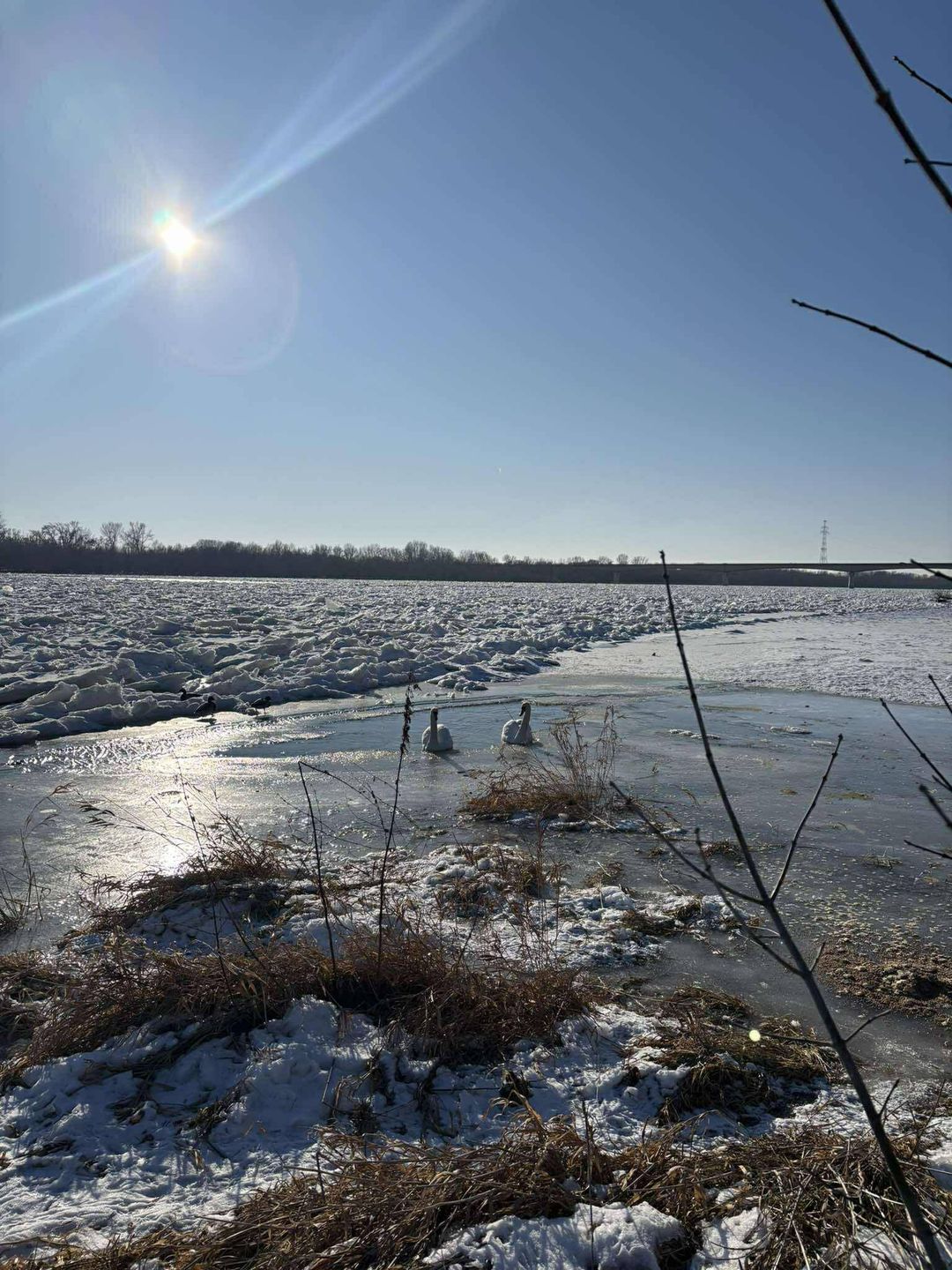 Uwięzione łabędzie 