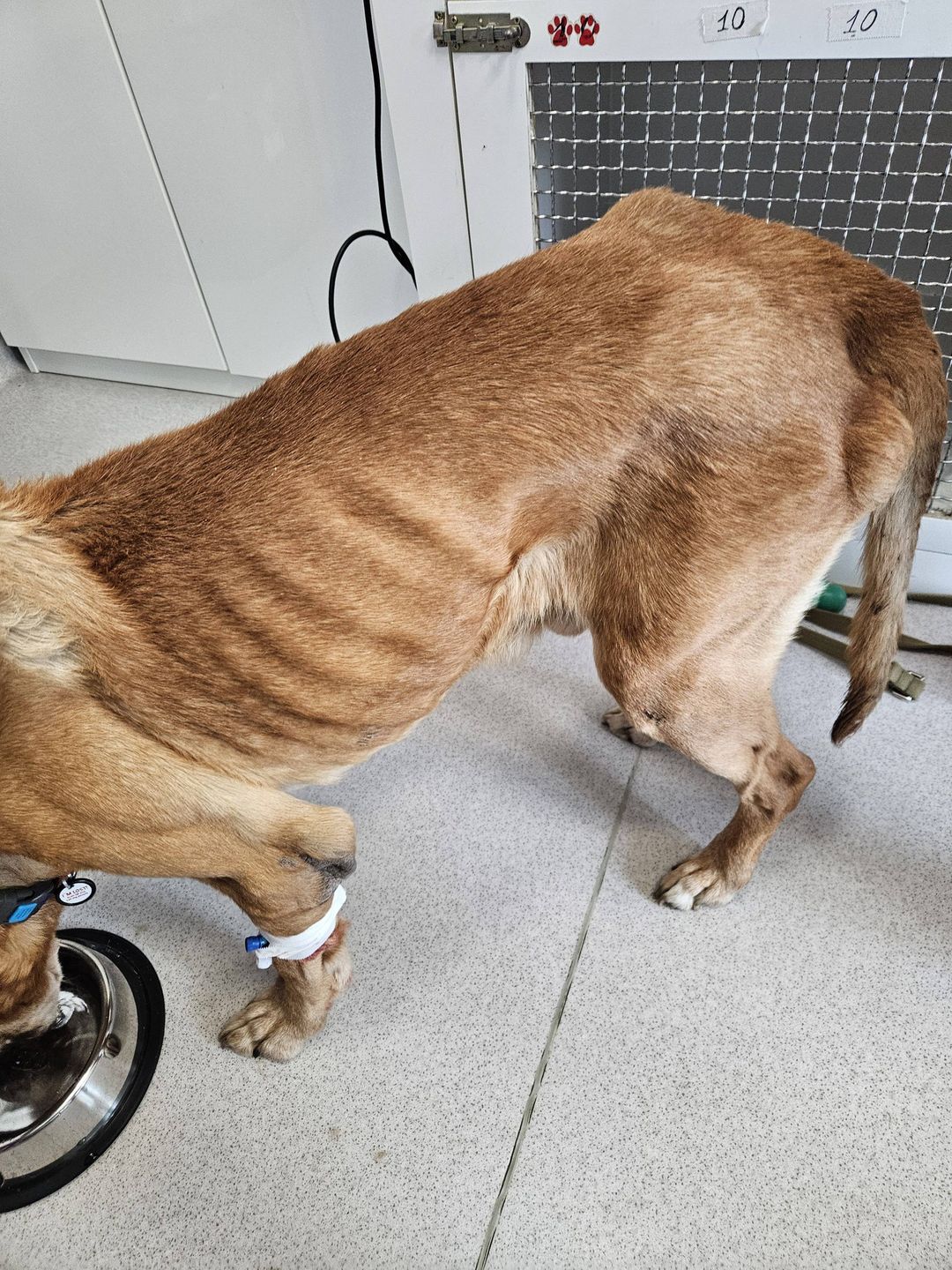 Lucky odebrany interwencyjnie