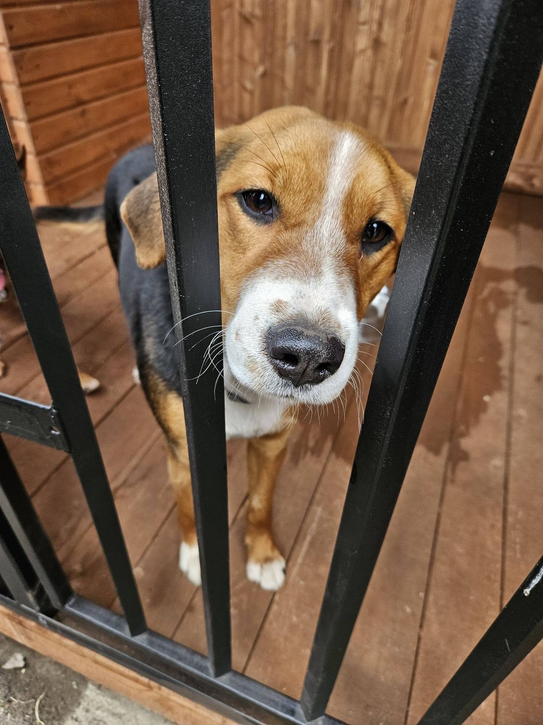 Prace na rzecz czworonogów