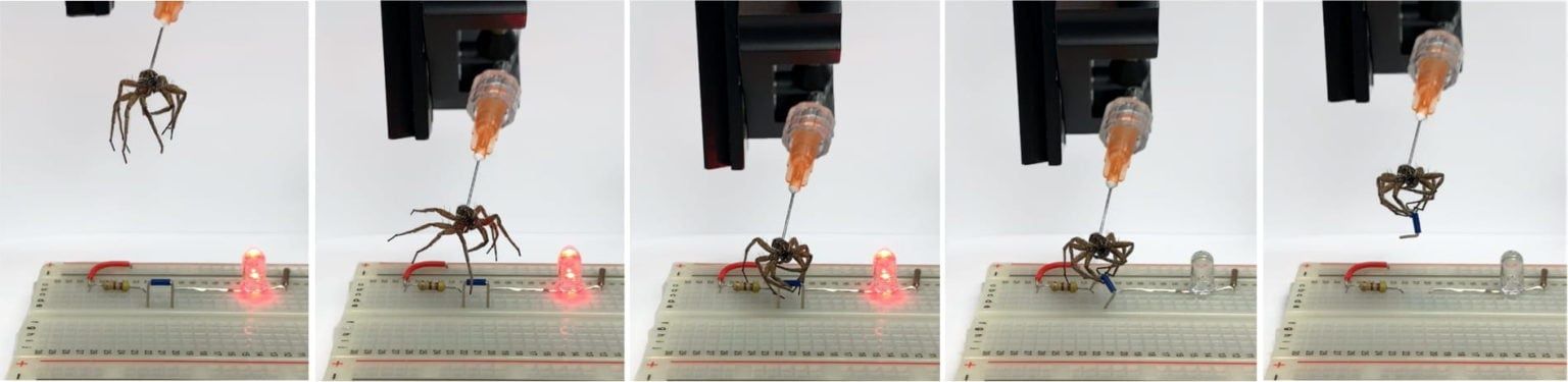 nekrobot