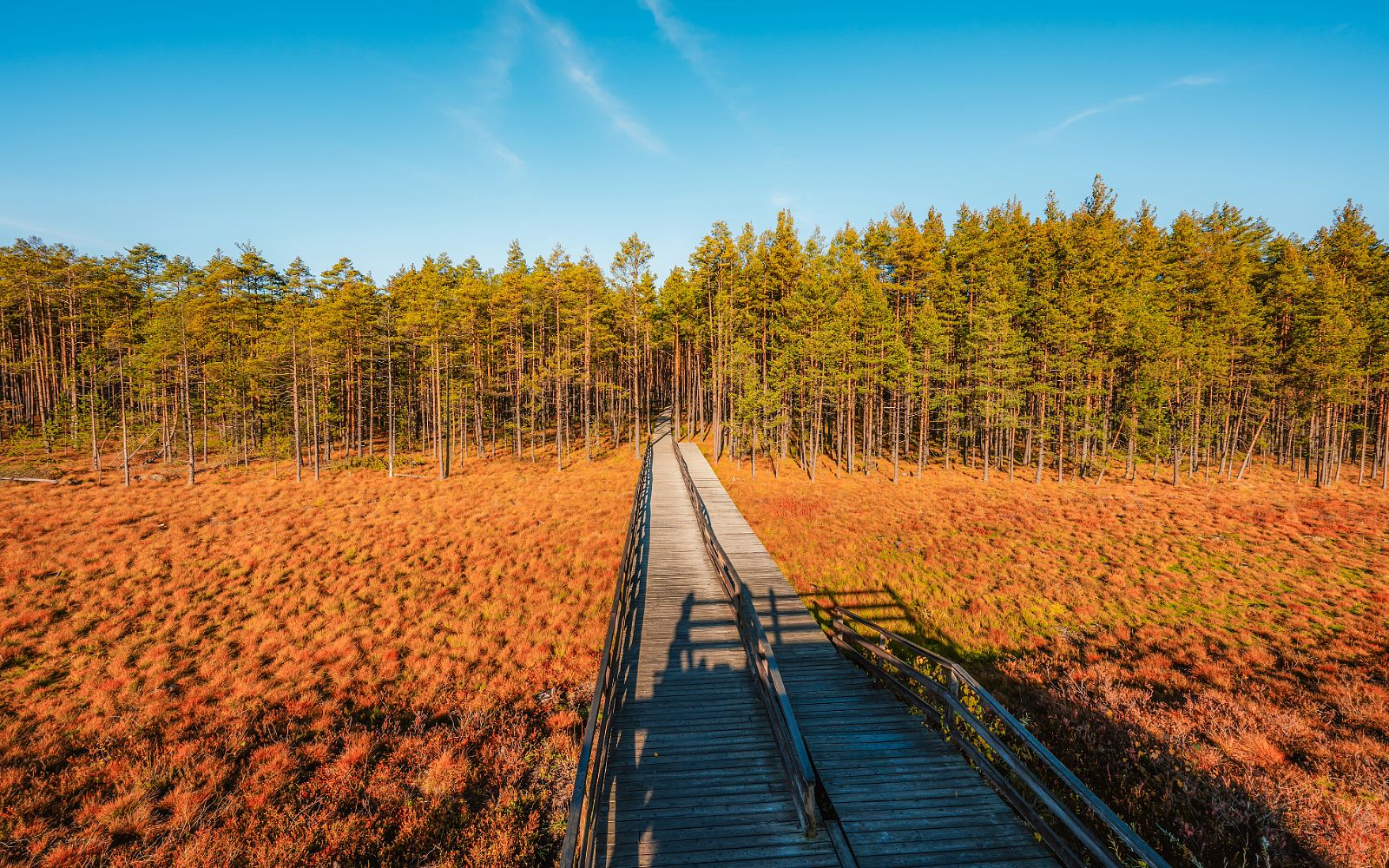 Widok z tarasu platformy na drewnianą kładkę spacerową, która przecina szerokie, rudopomarańczowe torfowisko i prowadzi prosto do gęstego lasu sosnowego pod błękitnym niebem.
