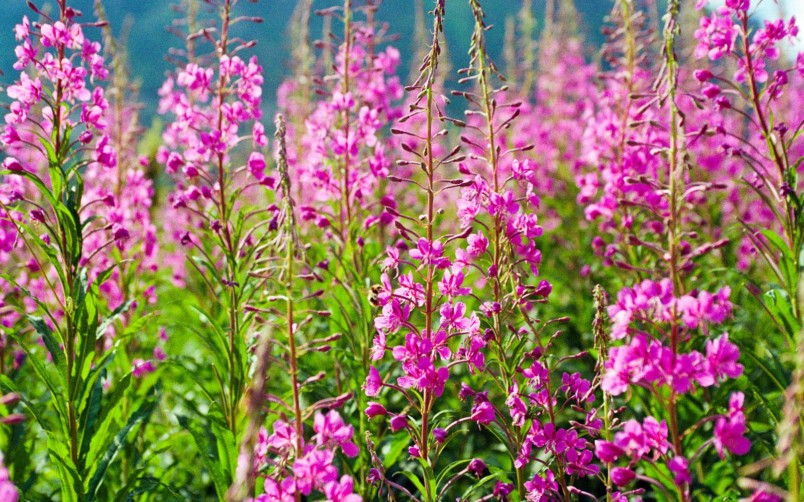 Wierzbówka kiprzyca (Chamaenerion angustifolium)