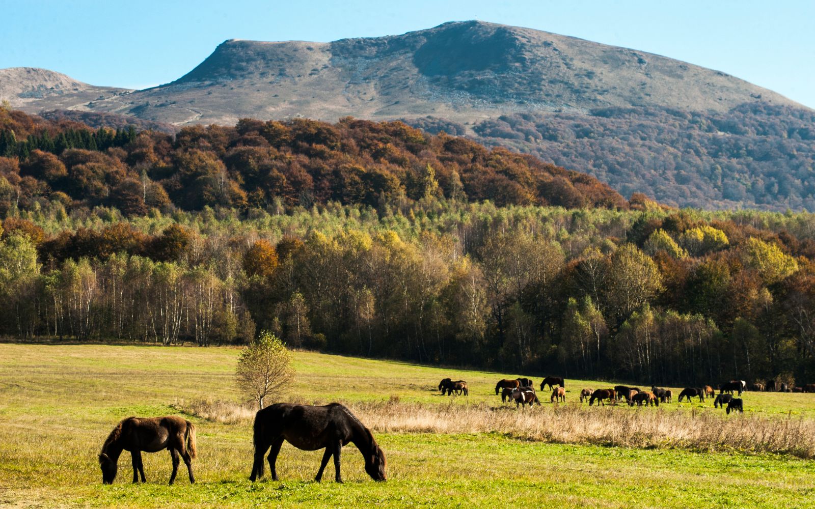 Tarnica