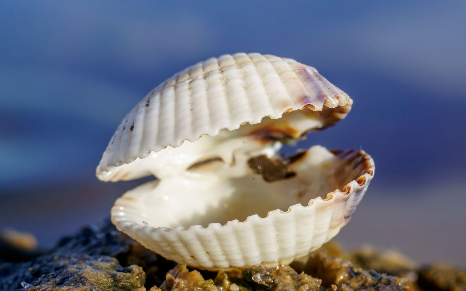 Sercówka pospolita (Cerastoderma edule)