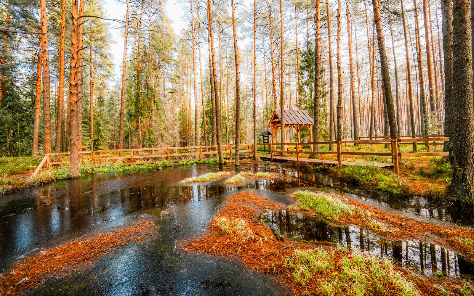Drewniana ścieżka z barierkami i zadaszoną wiatą wypoczynkową, biegnąca wzdłuż ciemnego, spokojnego rozlewiska wodnego w jesinnym lesie sosnowym. W wodzie odbijają się wysokie pnie drzew, a brzegi pokrywają kępy mchu i igliwie w rudych oraz zielonych odcieniach.