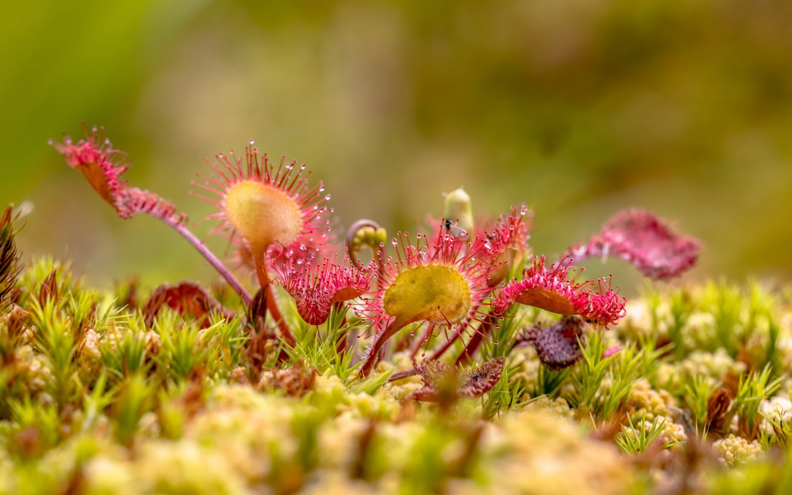 Rosiczka okrągłolistna (Drosera rotundifolia) 