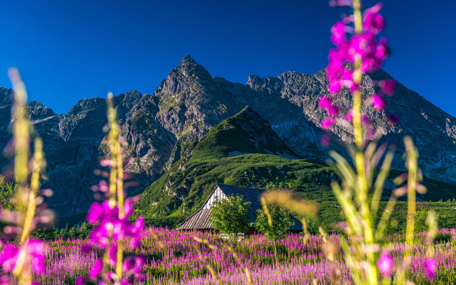Wierzbówka w Tatrach