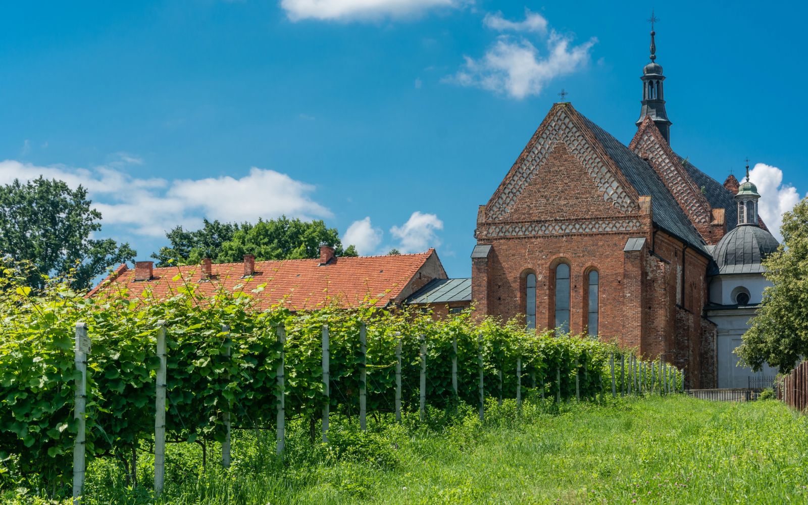 Winnica w Sandomierzu