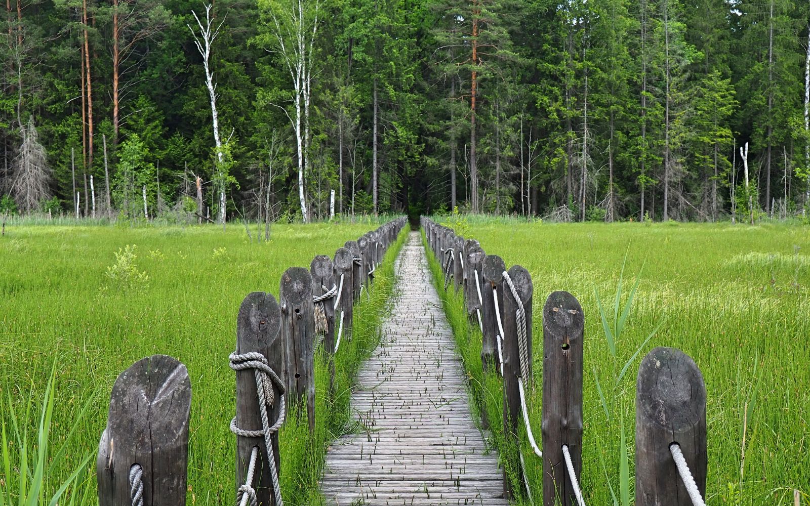 Kładka Wyżary w Puszczy Knyszyńskiej na Podlasiu