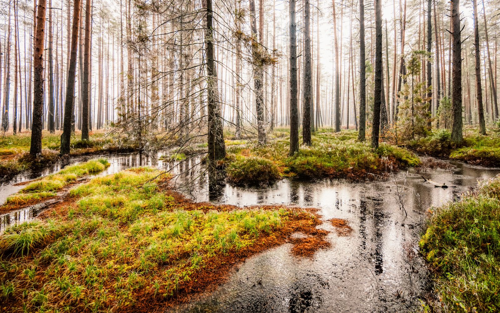 Podmokły, rzadki las sosnowy, w którym dno pokrywają rozlewiska stojącej wody, odbijające jasne światło. Pomiędzy taflami wody formują się jesienne kępy mchu w odcieniach zieleni, żółci i rudego brązu, a smukłe, wysokie pnie drzew giną w jasnej mgle w tle.