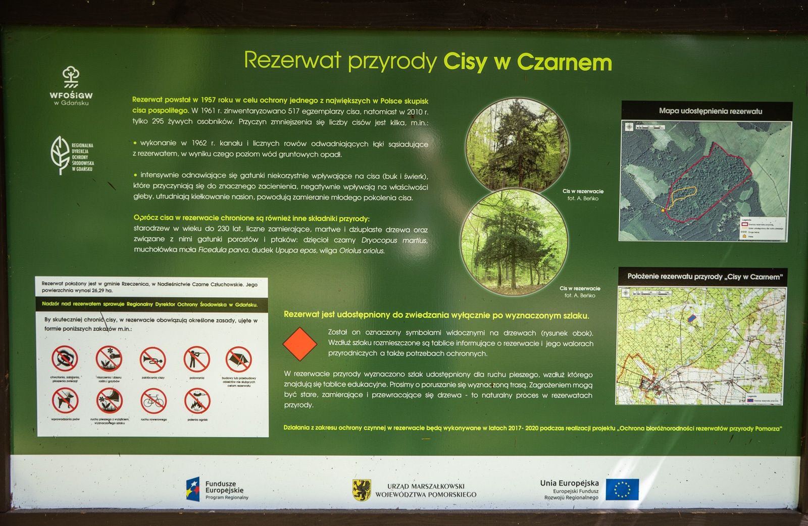 Rezerwat "Cisy" w Czarnem.