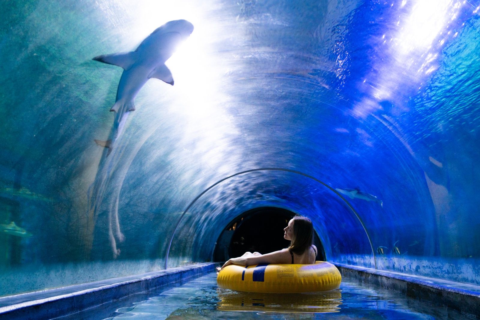 Shark Slide