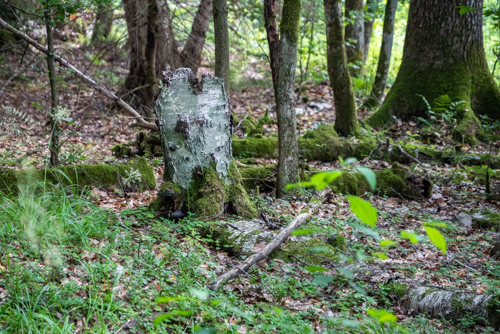 Rezerwat "Cisy" w Czarnem.