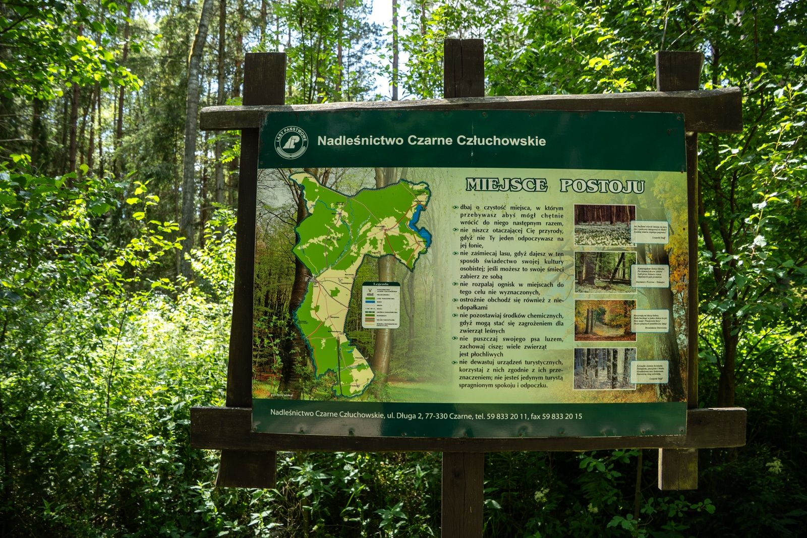 Rezerwat "Cisy" w Czarnem.