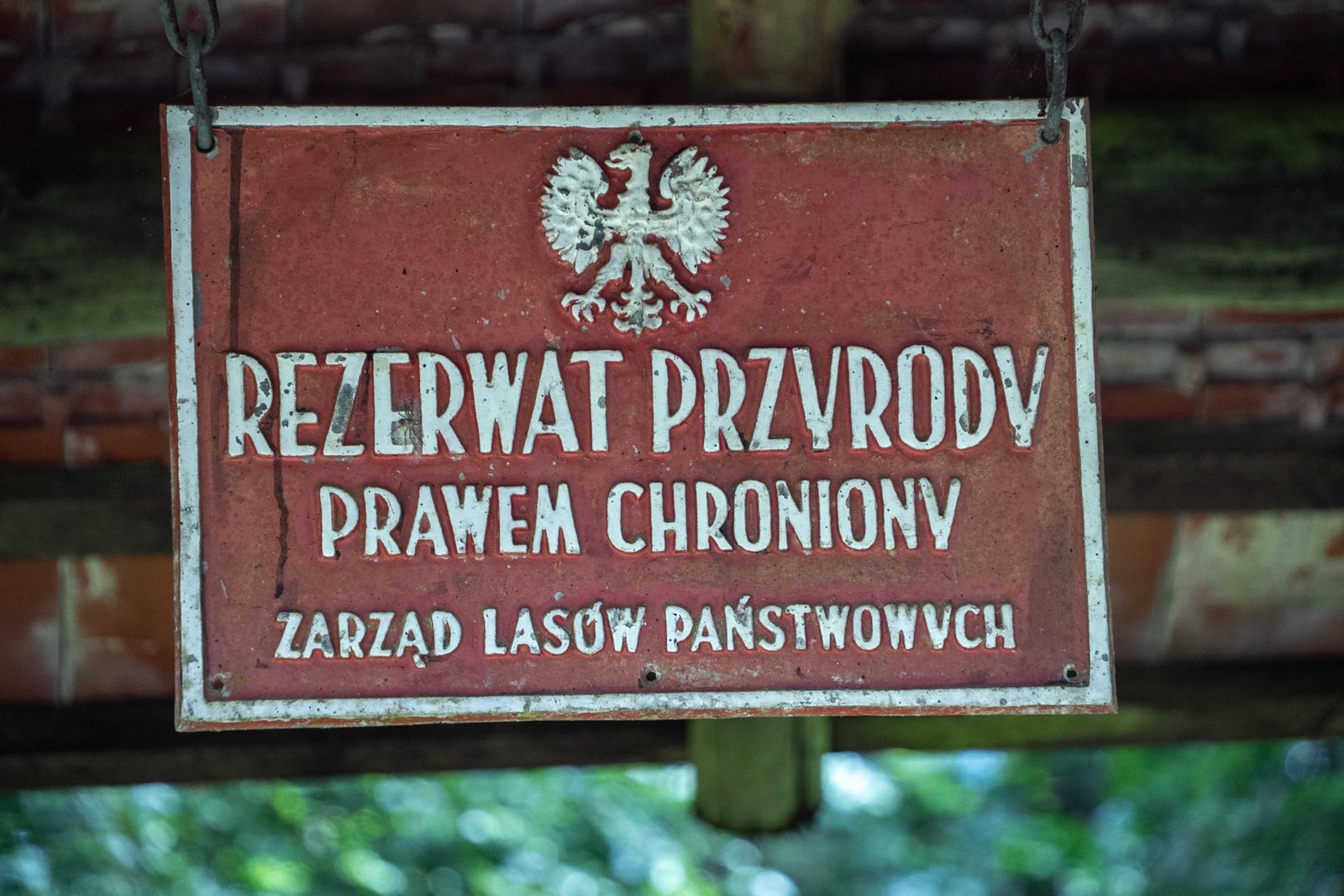 Rezerwat "Cisy" w Czarnem.