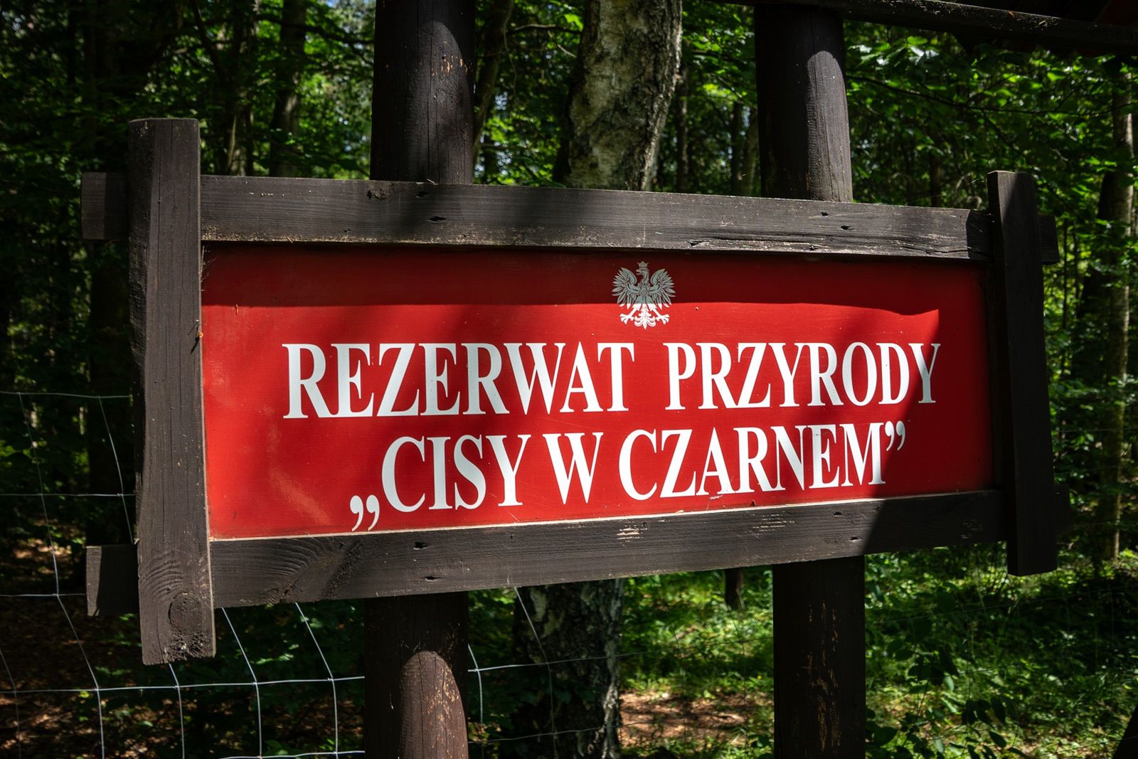 Rezerwat "Cisy" w Czarnem.