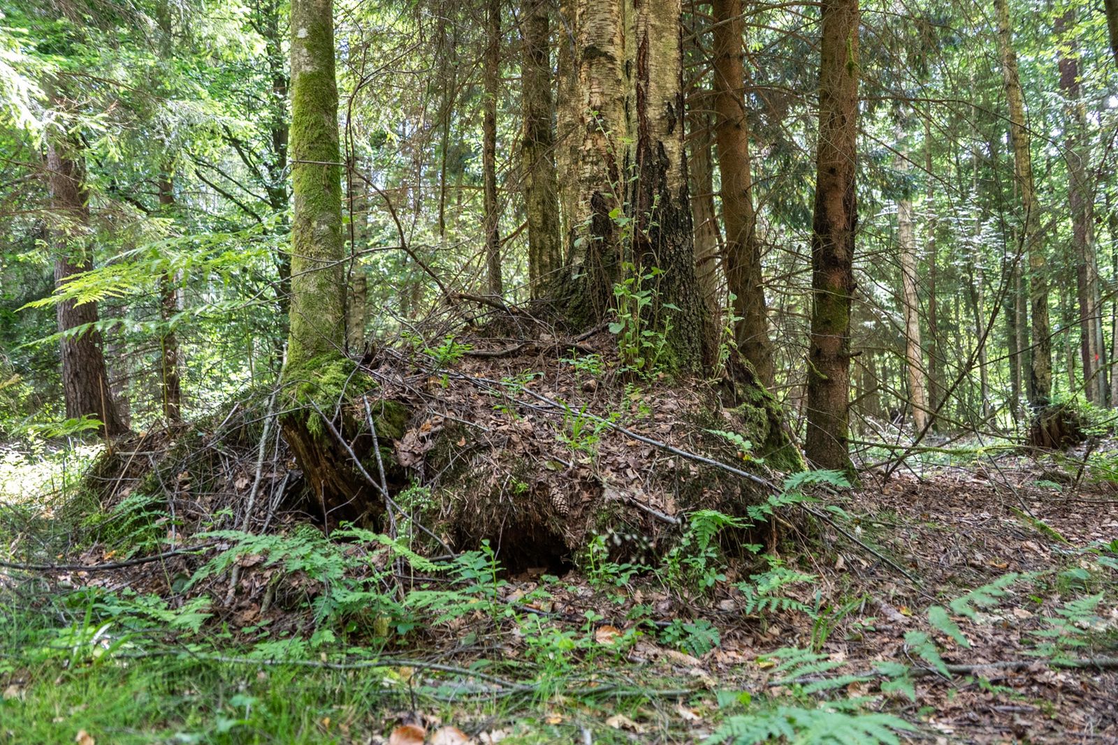 Rezerwat "Cisy" w Czarnem.