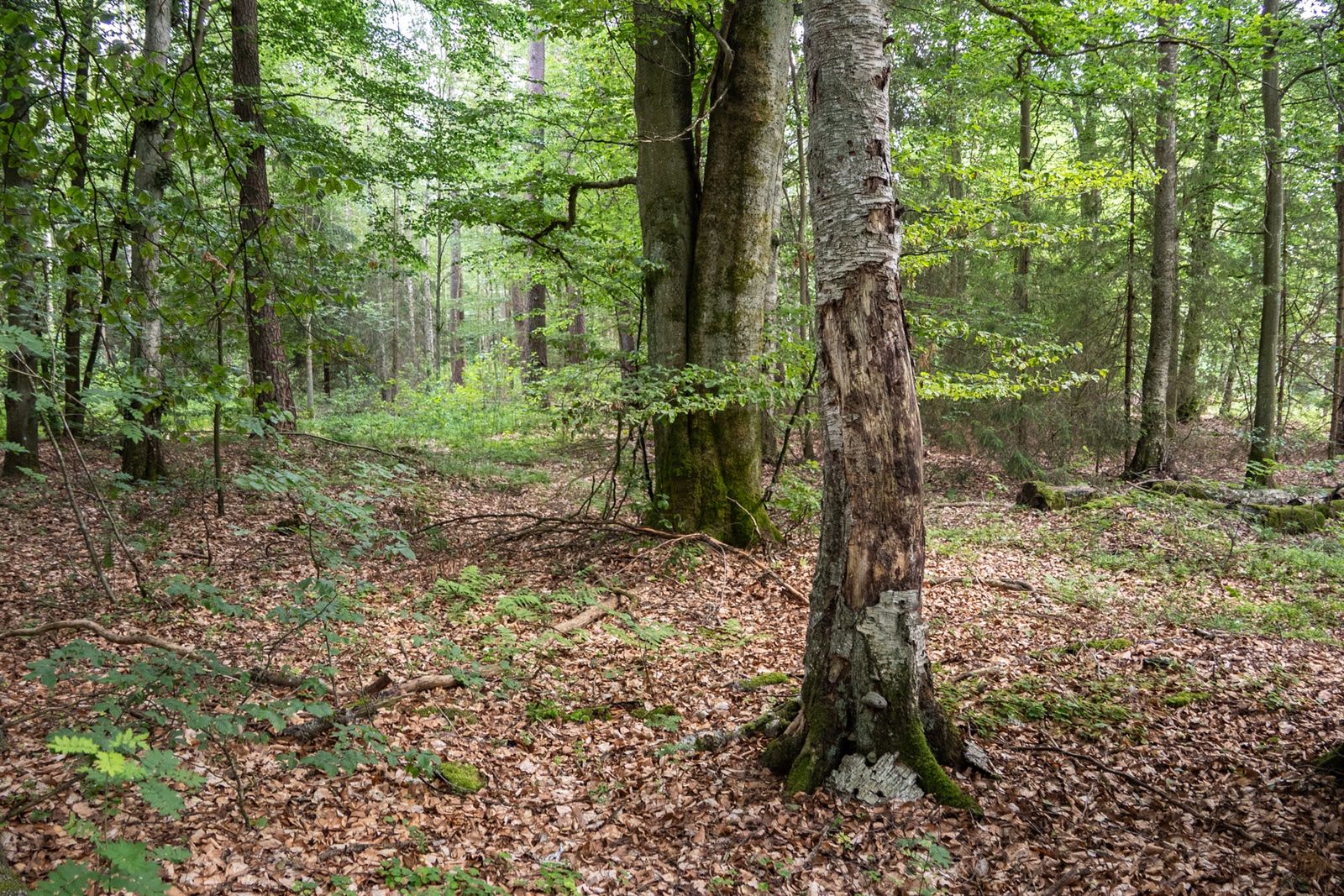 Rezerwat "Cisy" w Czarnem.