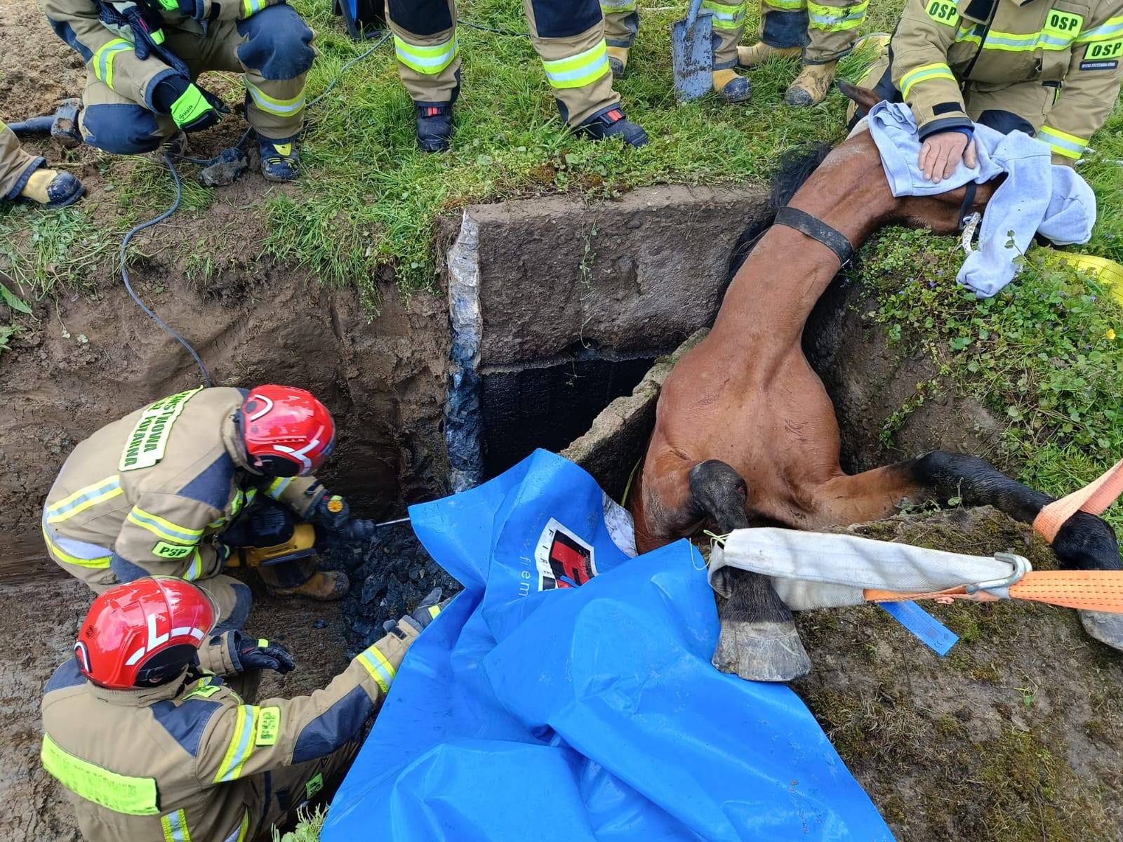 Ratowali konia uwięzionego w zbiorniku
