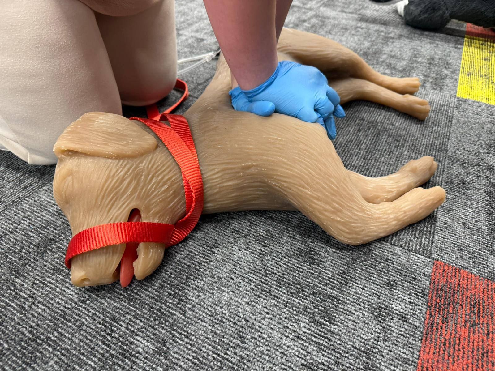 Pierwsza pomoc dla zwierząt 