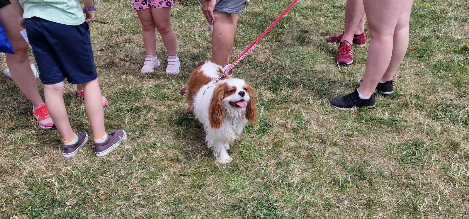 Psy z płockiego schroniska