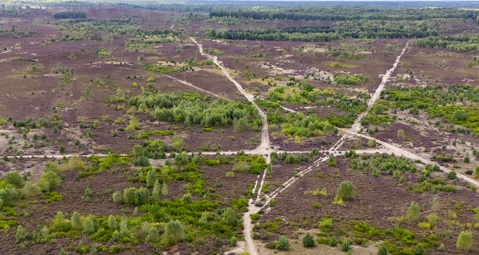 Wrzosowiska Okoneckie, wrzosowisko, wrzosy