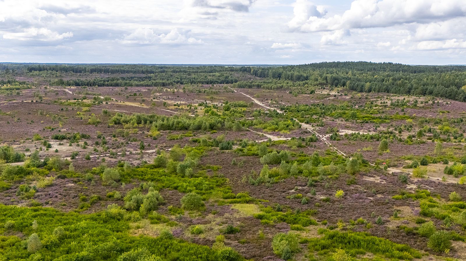 Wrzosowiska Okoneckie, wrzosowisko, wrzosy