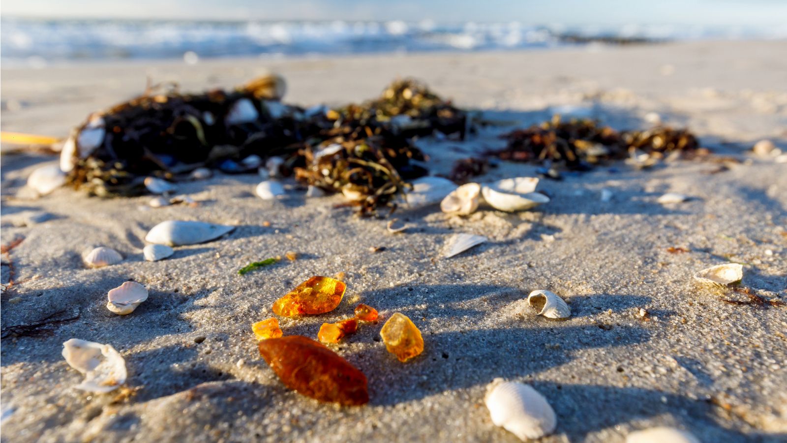 Morskie skarby na bałtyckiej plaży.