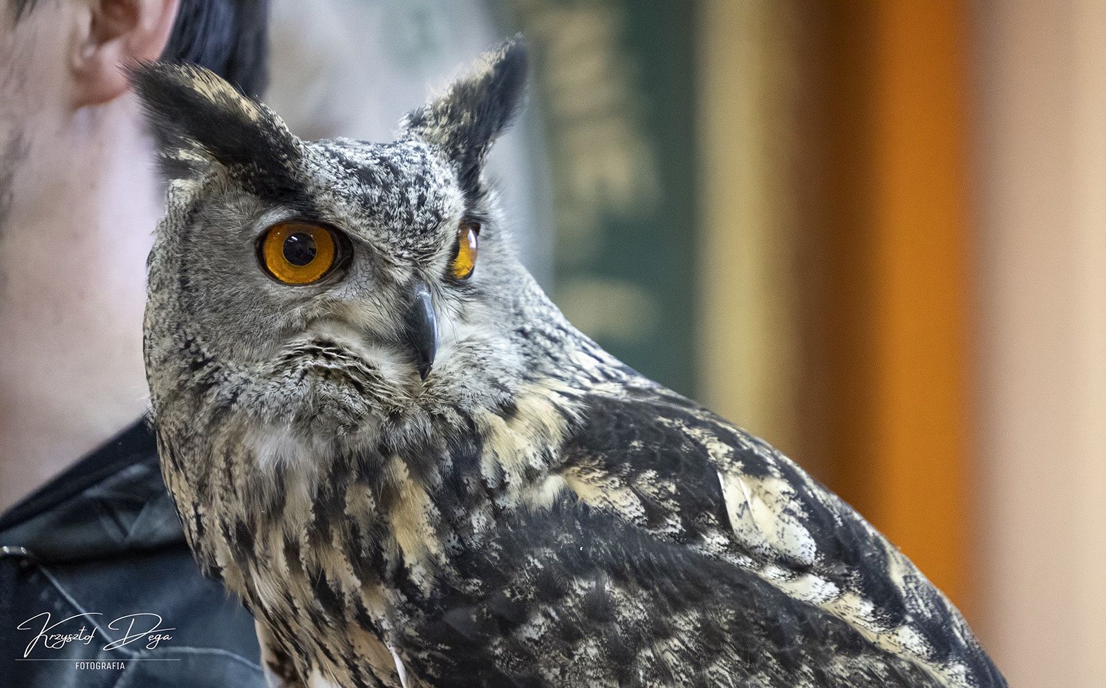 sowa, puchacz