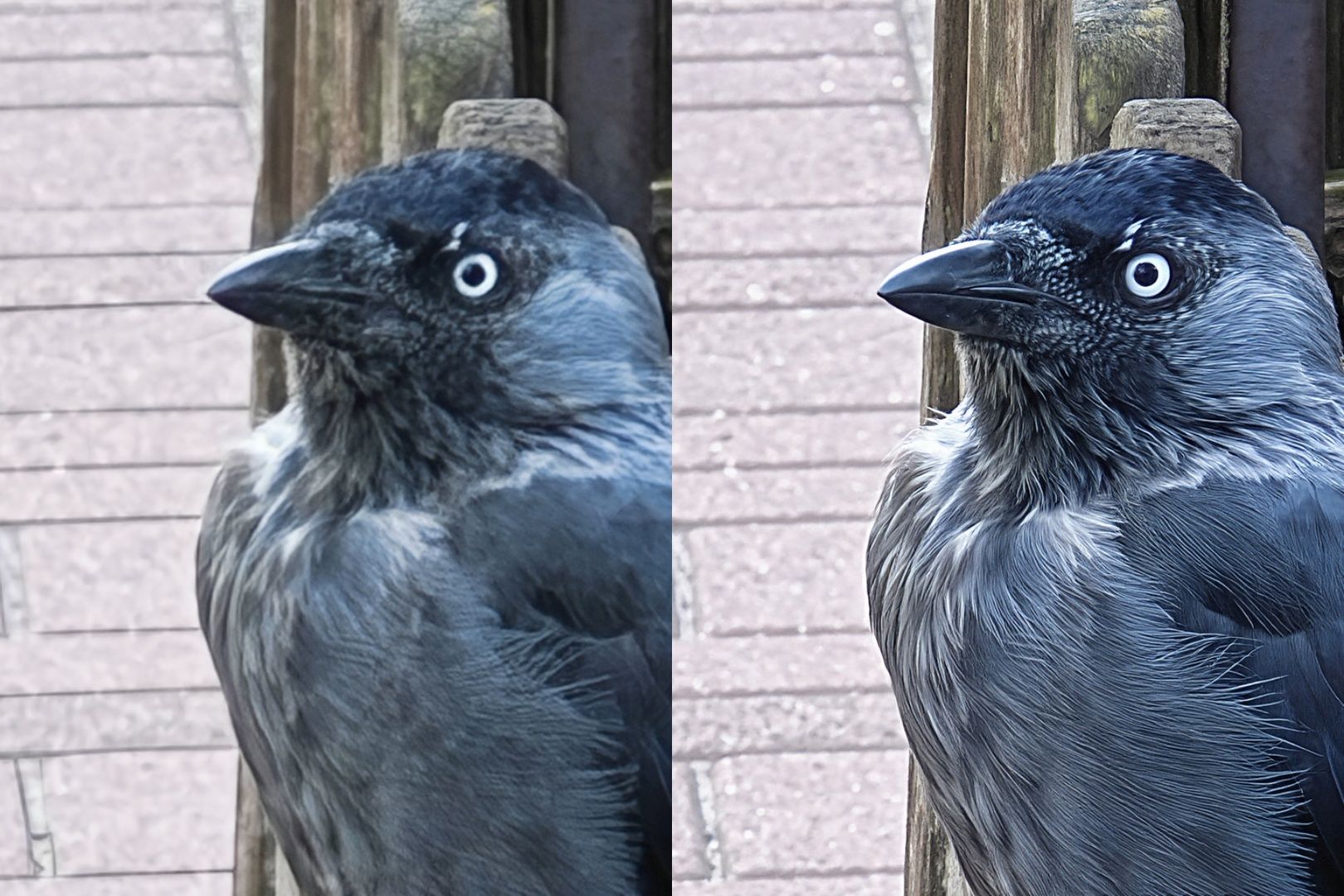 Zoom AI