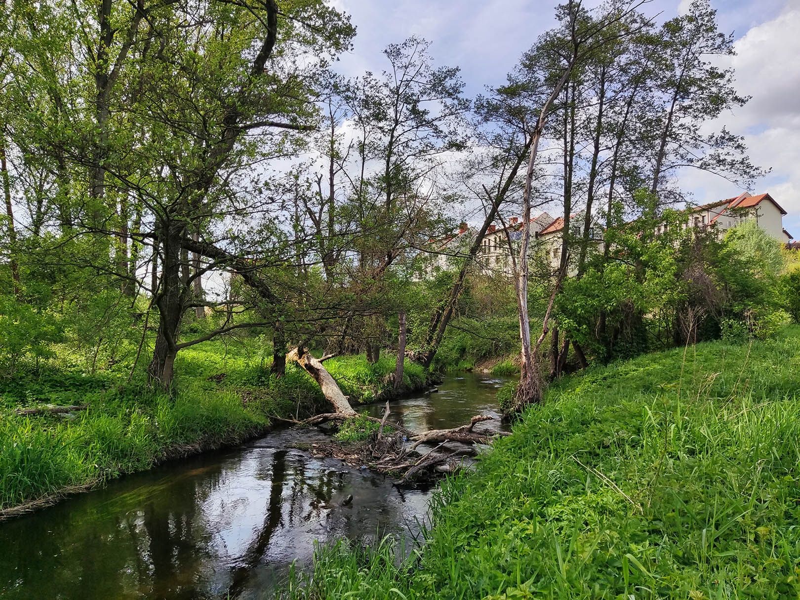 aparat tylny, podstawowy