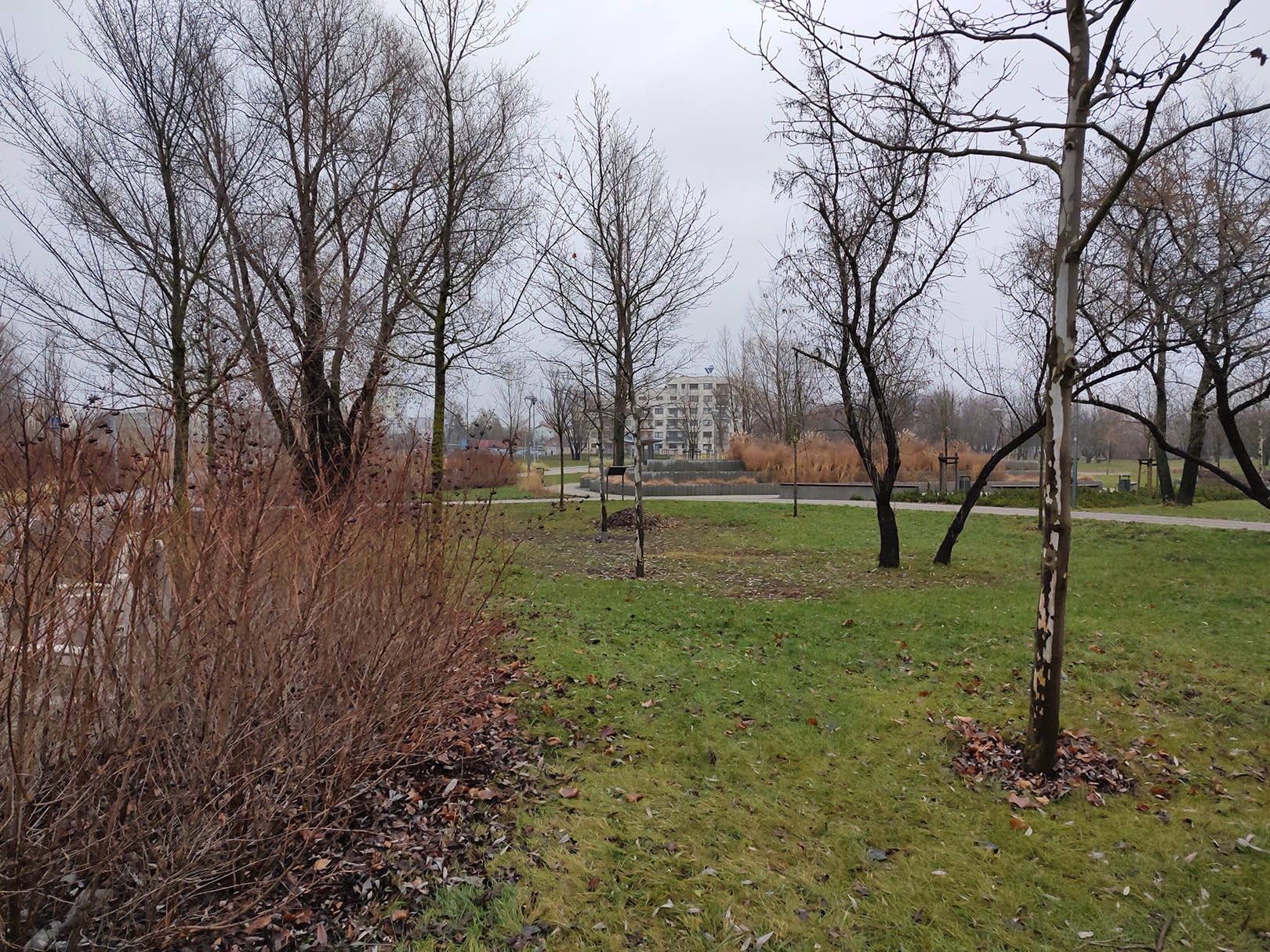 aparat tylny, podstawowy