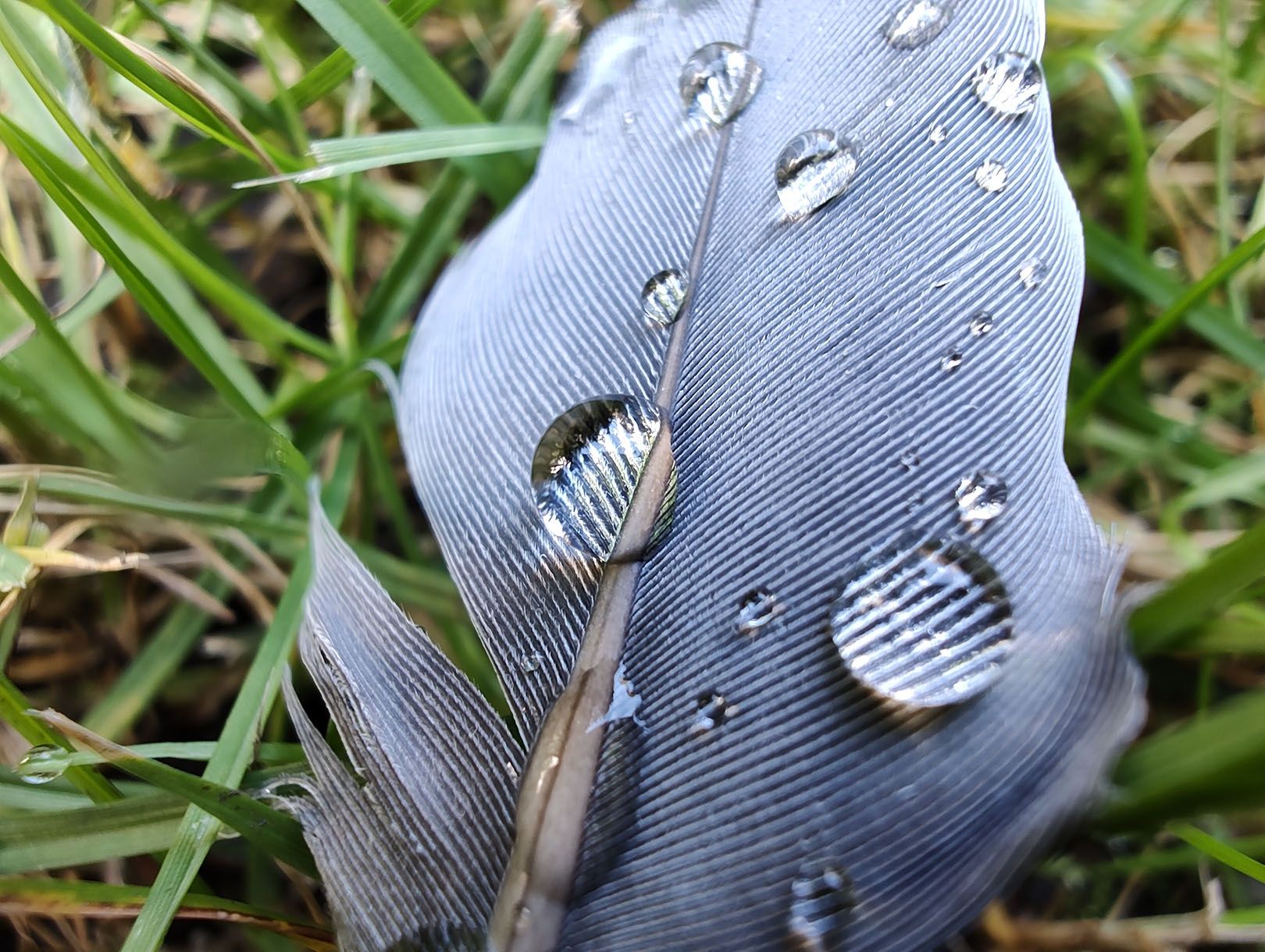 aparat tylny, macro